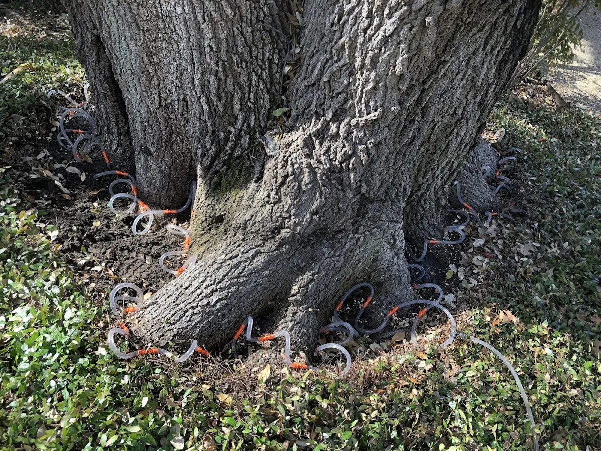 Detailed Tree Cabling and Bracing job site in Cherry Hill