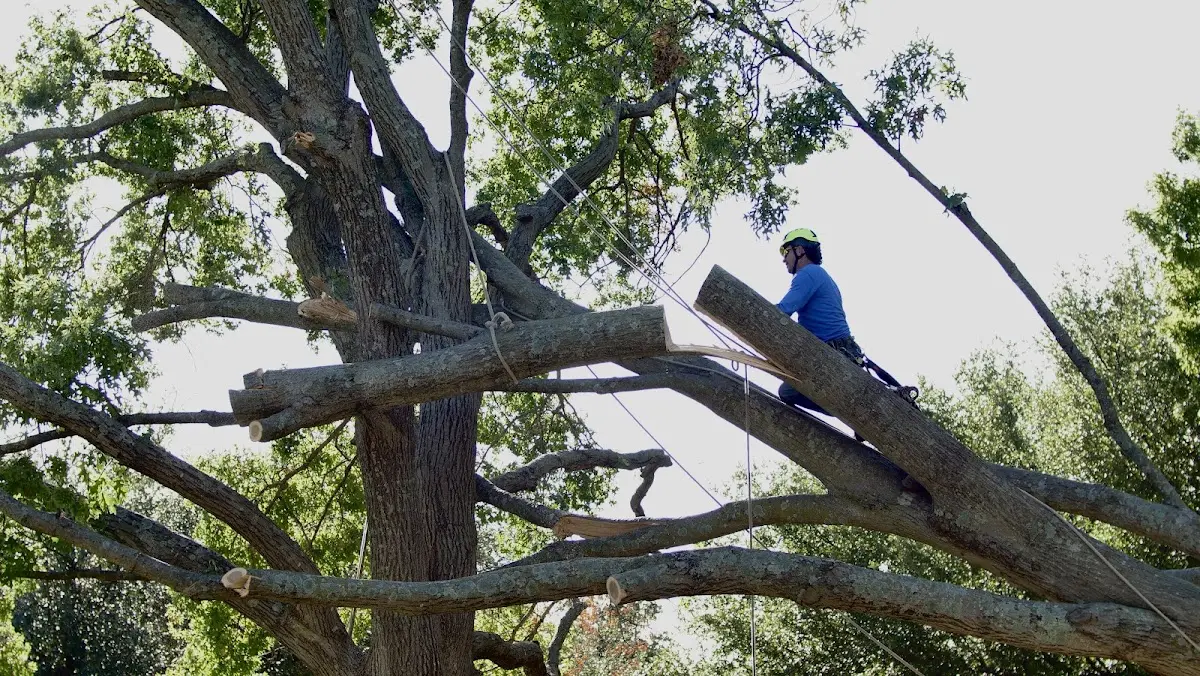 Professional Hazardous Tree Removal performed by certified arborists in Cherry Hill